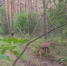 В Бузулукском бору сфотографировали лосёнка, который умеет маскироваться - Газета Оренбуржье