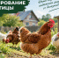 Владельцам домашней птицы напомнили о правилах маркирования и учета поголовья - Администрация г.о. Кашира