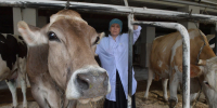 Томские коровы стали самыми продуктивными в Сибири - Комсомольская Правда