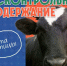 Бесконтрольное содержание скота и птицы.. - Город Адыгейск