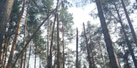 В Арзамасском округе специалисты обследуют леса, пострадавшие от ветровала - Министерство лесного хозяйства