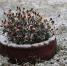 Дачникам рассказали, какие хризантемы спокойно переживут зиму - Время Н
