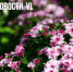 Сегодня во Владивостоке до +22 °С - NewsVl.Ru