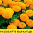 Не спешите выкидывать бархатцы осенью - Калтасинский район
