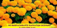 Не спешите выкидывать бархатцы осенью - Калтасинский район