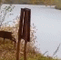 Косуля с косуленком сама приплыла к амурским охотоведам и встала на учет видео - Amur.Life