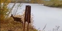 Косуля с косуленком сама приплыла к амурским охотоведам и встала на учет видео - Amur.Life