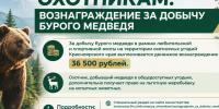 О денежном вознаграждении за добычу бурого медведя. - Ермаковский район