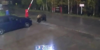 В ХМАО медведи все чаще выходят к людям на нефтяных месторождениях - Местное время