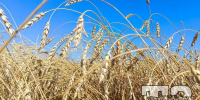 Идёт финишная прямая уборочной кампании - Сетевое издание Трудовое знамя