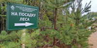26 сентября в Ленинградской области посадим новый лес! - Комитет по природным ресурсам