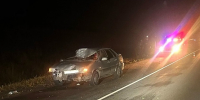 На Орловщине снова произошло ДТП с животным - OrelGrad.Ru
