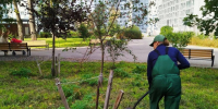 В Перми этой осенью высадят около 1,5 тыс. деревьев и 13 тыс. кустарников - Business Class
