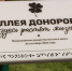 В Петербурге появилась первая в стране "Аллея доноров костного мозга" - ГТРК Санкт-Петербург