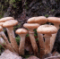 Осенние опята часто маринуют, и это отличная заготовка на зиму! | Источник: mycology.su - 29.Ru