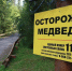 В Республике Алтай за неделю выдали 14 разрешений на добычу медведя - Комсомольская Правда