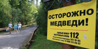 В Республике Алтай за неделю выдали 14 разрешений на добычу медведя - Комсомольская Правда
