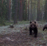 Фотоловушка в Марий Эл сняла медведицу с тройняшками на рассвете - Марийская правда
