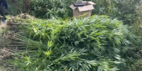 Около двух килограммов марихуаны и более центнера сырья изъяли у жителя Великих Лук - Luki.Ru