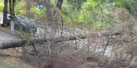В Волгодонске из-за ветра на тротуар рухнуло дерево - DonDay-Volgodonsk.Ru