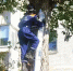 В Ульяновске спасли застрявшего на дереве кота - Ulyanovsk.Express