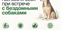 В Хасавюрте продолжается плановая работа по отлову безнадзорных собак - Администрация МО г. Хасавюрт