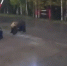 На месторождении в Югре несколько медведей держат в страхе вахтовиков и расхищают их автомобили - РИЦ Югра
