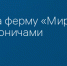 Атака на ферму «Мираторга» под Выгоничами - Сетевое издание Новости Брянска