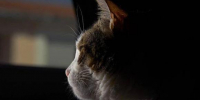 Одинокого котика, запертого в квартире на А. Петрова, не спасли - Barneos22.ru