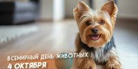 акция «Миска добра» - Мантуровский муниципальный округ