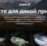 Голосуем за снежного барса и сокола-балобана! - Министерство экологии