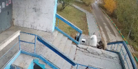В Якутске собака напала на ребенка у подъезда жилого дома - Якутское-Cаха ИА