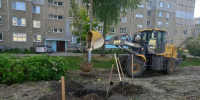 Сквер у городского Центра единоборств украсили дубы и липы - Муром24.РФ