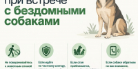 В Хасавюрте продолжают отлов безнадзорных собак - Дагестанская правда