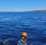 Ученые оценили состояние сахарины японской и морского ежа в заливе Анива - News.Astv.Ru