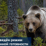 В 11 районах Тувы введён режим повышенной готовности из-за выхода медведей - Министерство сельского хозяйства