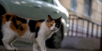 кот, кошка, домашние животные, домашние питомцы Мария Карева, ИА Stavropol.Media - KrasnoyarskMedia