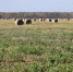 Урожайность на уровне прошлых лет - Rayon72.Ru