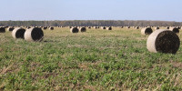 Урожайность на уровне прошлых лет - Rayon72.Ru