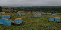 В Архангельской области приставы арестовали у предпринимательницы 40 ульев с пчелами - Tv29.Ru