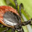 Врач Башанкаев напомнил о прививке от клещевого энцефалита в Самарской области - Комсомольская Правда Самара