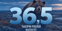 На Таймыре охотникам компенсируют добычу бурого медведя. - Таймырский Долгано-Ненецкий район