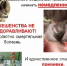 О профилактике бешенства - Город Владимир