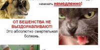 О профилактике бешенства - Город Владимир