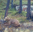 медведи - ИА Nord-News.Ru