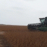 Осенний урожай набирает темп. В хозяйствах Волоконовского округа продолжается уборочная кампания - Сетевое издание Красный Октябрь