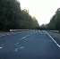 В Карелии водитель сбил лося и скрылся - Gubdaily.Ru