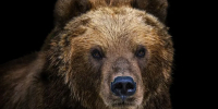 Фото: Lubos Chlubny/Shutterstock/Fotodom - Ямал-Медиа