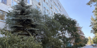 В Запорожской области возбуждено уголовное дело по факту смертельного избиения жительницы Энергодара - Следственный комитет