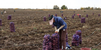 В Астраханской области массово набирают людей для работы в полях: сколько готовы платить - Сетевое издание Арбуз